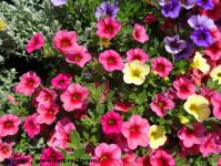 Imagine atasata: Glissando Garden Center - 2015.05.19 - 06.jpg